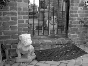 Bulldog y su estatua<br>Foto por Mirta Fernandez
