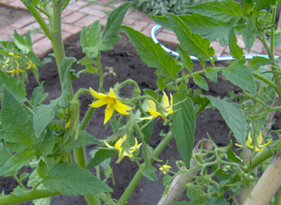 Flor del Tomate