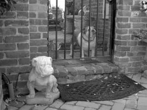 Bulldog y su estatua<br>Foto por Mirta Fernandez