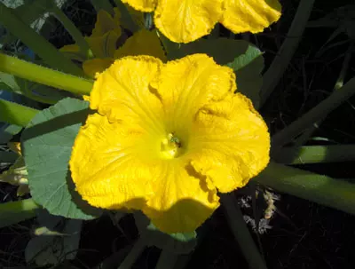 Flor de Zapallo macho