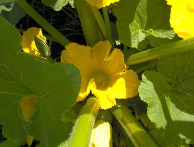 Flor de Zapallo hembra