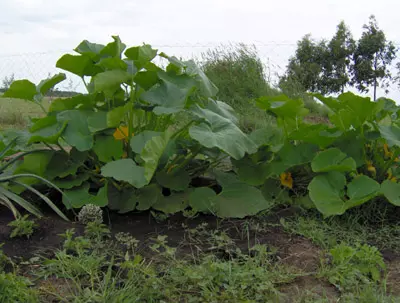 Planta de zapallo de tronco