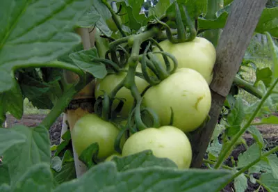 Planta de Tomates