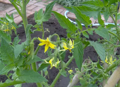 Flor del Tomate