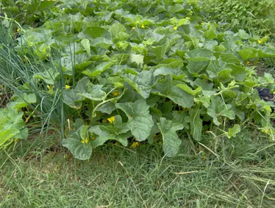 Planta de Melón