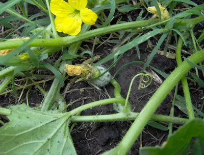 Flor del Melón