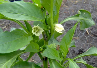 Flor del Ají Morrón